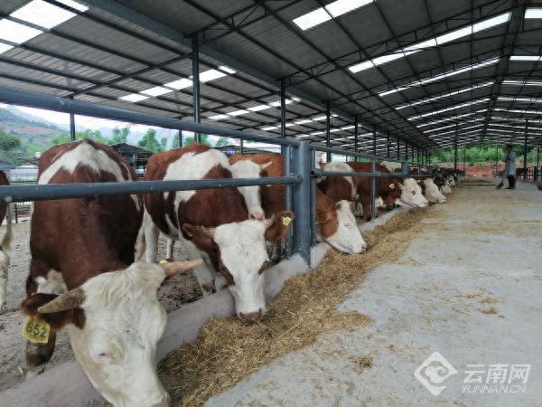 肉牛繁育