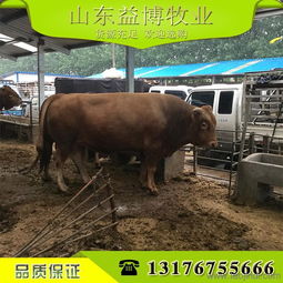 如何养肉牛好