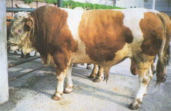 西门塔尔肉牛