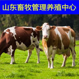 一头肉牛有多重价格,产品报价