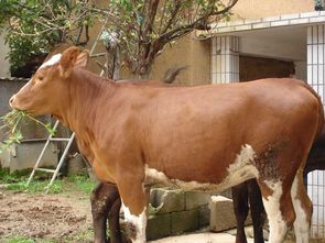 肉牛养殖品种研究实践