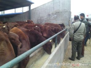 山东正规利木赞牛养殖基地 利木赞牛的价格