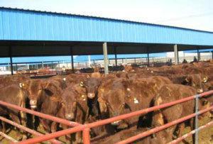 【河南肉牛浙江肉牛湖南肉牛福建肉牛四川肉牛文明牧业】价格_厂家_图片 -