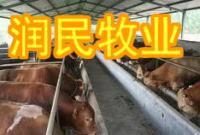 供应遵化适合养殖什么肉牛品种、遵化肉牛养殖场_农副产品_世界工厂网中国产品信息库