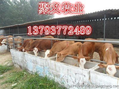 鲁西黄牛肉牛_农副产品_世界工厂网