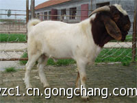 肉牛养殖技术/专业肉牛养殖_隆顺牧业供_农副产品_世界工厂网