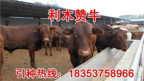 吉林肉牛的销路