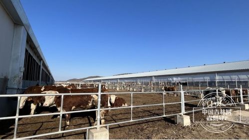高质量发展县域行 桦甸市 打造精品肉牛养殖发展示范区 推动肉牛产业全链条发展