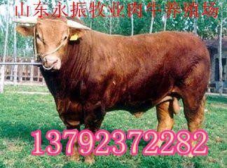 南涧肉牛多少钱 特产网