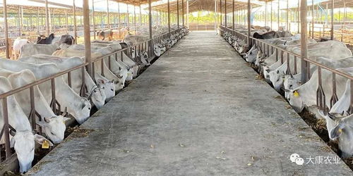 鹏欣集团与渤商所签署合作协议 首创中国肉牛及相关产品现货线上销售模式