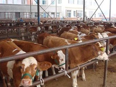 肉牛健胃消食促消化促生长的几种有效方法!_科普_网