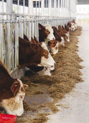 肉牛预混料800斤快速育肥