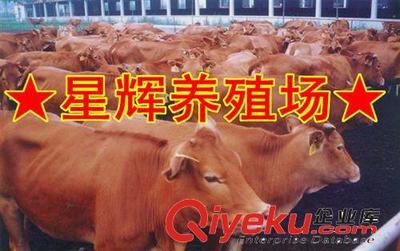 肉牛多少钱一头 繁殖母牛 优质育肥肉牛养殖基地-嘉祥县星辉养殖场提供肉牛多少钱一头 繁殖母牛 优质育肥肉牛养殖基地的相关介绍、产品、服务、图片、价格嘉祥县星辉养殖场、肉牛;肉羊;肉驴;马;肉狗