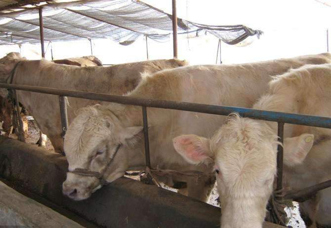 养殖肉牛不可忽视消毒