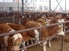 湖南肉牛价格湖南肉牛价格_梁山县为民肉牛肉羊肉驴养殖场 - 商国互联网