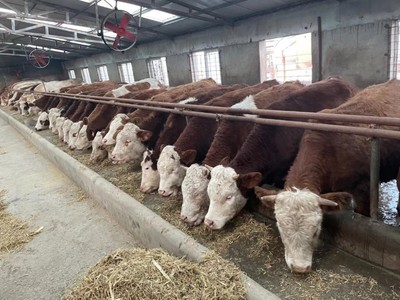 梨树县牵牢“牛鼻子”,推进肉牛产业发展再上新台阶