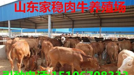 大鲁西黄牛肉牛,成年屠宰牛多少钱一斤,架子牛价格,牛犊出售