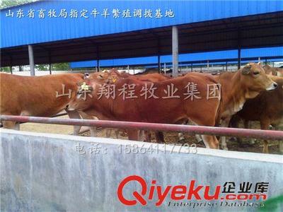 花牛西门塔尔牛牛犊 出肉率最高的肉牛品种 免费运输,货到付款图片|花牛西门塔尔牛牛犊 出肉率最高的肉牛品种 免费运输,货到付款产品图片由嘉祥县鹏耀养殖场公司生产提供-