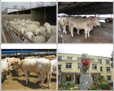 优质牛产品肉牛改良肉牛一头育肥牛架子牛繁殖母牛牛犊价格