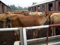 绵阳优质西门塔尔肉牛犊,肉牛犊价格&绵阳肉牛品种点击查询产品的资料 - 山东机电网
