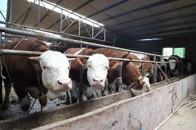 黔南三都:发展生态肉牛 助力乡村振兴
