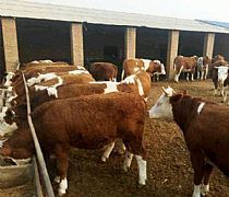 甘肃肉牛价格