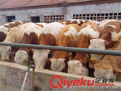 肉牛价格 牛种 牛苗与优质肉牛犊 养牛场 买牛免费运输图片|肉牛价格 牛种 牛苗与优质肉牛犊 养牛场 买牛免费运输产品图片由王明运(个体经营)公司生产提供-