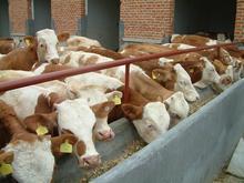 肉牛怎么养@哪里有肉牛喂养技术产品的资料 - 山东机电网