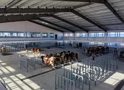 白城市洮北区:优化种牛"芯片" 壮大肉牛产业