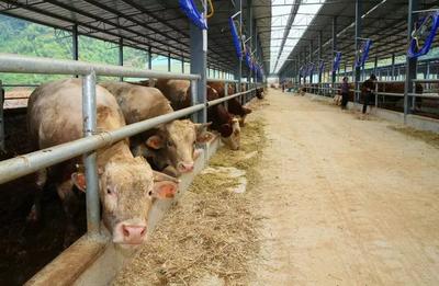 你吃了吗?云安区肉牛产业园核心区首批肉牛上市