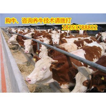 养牛的利润与成本江苏省南京市肉牛养殖场选址-企汇网