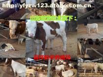 【养肉牛场图】300-500斤,价格,厂家,图片,供应商,牲畜,嘉祥县航宇牛羊驴养殖场 - 产品库 - 阿土伯交易网