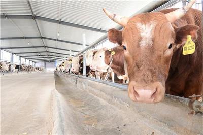 梨树县:肉牛养殖新模式助农增收