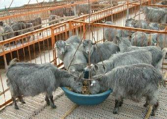 肉牛养殖利润-肉牛市场行情-养肉牛_志趣网