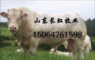 肉牛、育肥牛、屠宰牛、菜牛、肉用牛、肉牛犊_农副产品_世界工厂网中国产品信息库