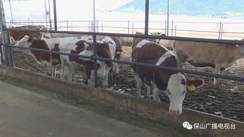 绿色食品牌 保山肉牛产业发展再提速
