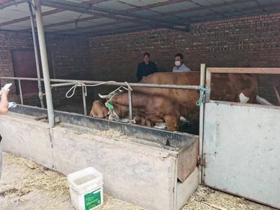 甘州区明永镇:落实"见犊补母"工作 助推肉牛产业提质增效