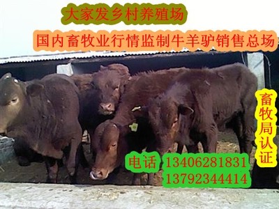 牛养殖老孟@!@~_农副产品_世界工厂网