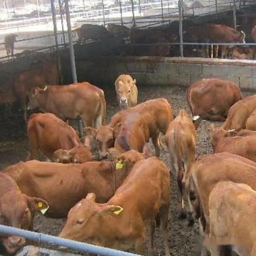 牛肉大量进口满足市场需求,牛肉就会跌到30元吗 我看未必