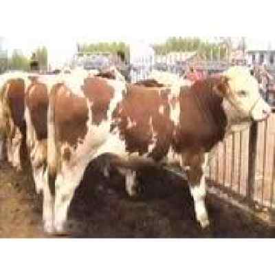 肉牛高效养殖经验 肉牛养殖介绍 肉牛养