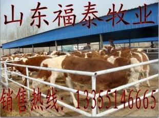 辽宁阜新哪里有肉牛养殖场 牛犊价格_农副产品_世界工厂网