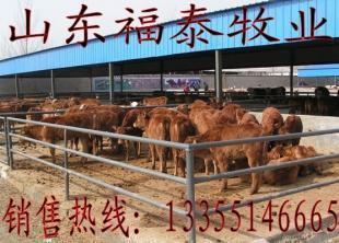 广东深圳哪里有肉牛养殖场 牛犊价格_农副产品_世界工厂网