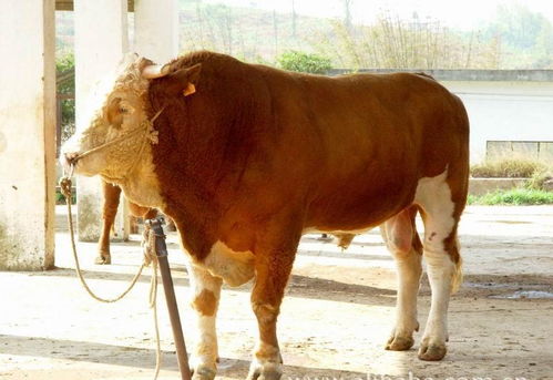 防城港肉牛交易市场,黄牛多少钱一头