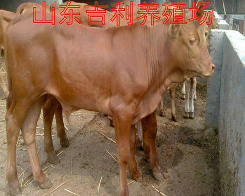 【洛阳小牛价格】- 