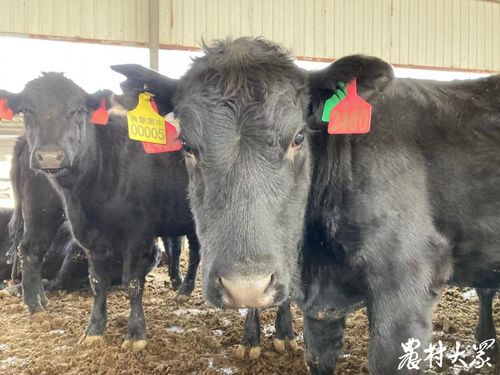 山东肉牛育种调查② 牛源匮乏 重引进 轻培育 肉牛育种这样被 卡脖子