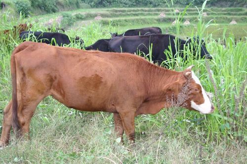 春季如何提高肉牛采食量