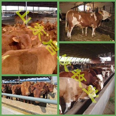 肉牛牛苗最低价格_供应信息_金农网