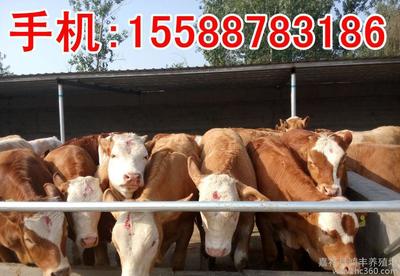 强农惠农政策助推肉牛业又好又快发展 肉牛的市场行情调查报告图片_高清图_细节图-嘉祥县鸿丰养殖场